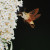 Is is a bird, is it a plane/ I actually think it is a moth and there were loads of them really enjoying the budleia. Is is a bird, is it a plane/ I actually think it is a moth and there were loads of them really enjoying the budleia.