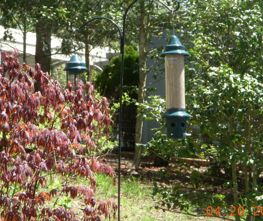 squirrel proof feeder in cover