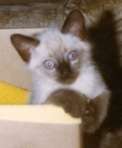 Rascal the Siamese kitten