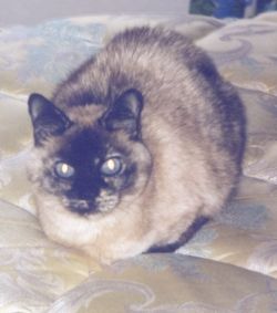 Freckles (Adult Siamese Seal Point Mix)
