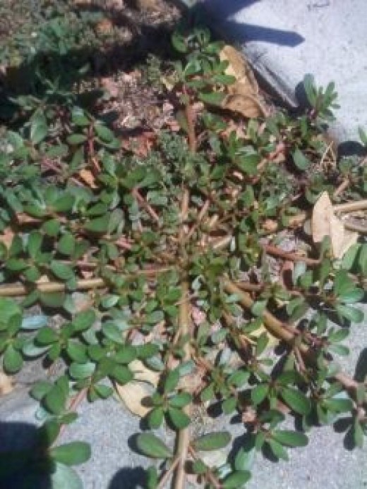 purslane medicinal edibles portulaca dengarden virtuous bolster tortoises squidoo succulent permaculture medicine garlic