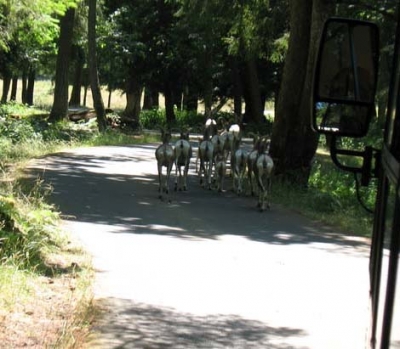 These sheep were in front of the tram so we had to slooooow down!