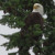 Parent American Bald Eagle Parent American Bald Eagle