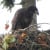 Baby American Bald Eagle in Nest Baby American Bald Eagle in Nest