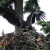 Baby Eagle Learning to Fly Baby Eagle Learning to Fly