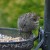 Dunnock Dunnock