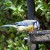 Blue Tit Blue Tit