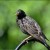 Starling Starling