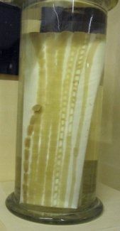 Parasites (Tapeworms)