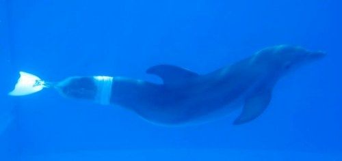 Image from Dolphin Tale on Facebook