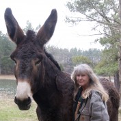XLdonkeys profile image