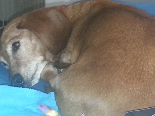Sleeping Poopert