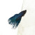 Blue Betta Fish from AquaFarm, Back to the Roots. Blue Betta Fish from AquaFarm, Back to the Roots.