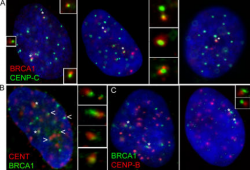 Found this great picture of BRCA1 on a government site.  Just click the picture to go there and read more.
