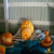 To recreate this Halloween pumpkin display you are going to need several pumpkins. This is an Eskimo in his boat, his igloo and a Walrus. Now, you've got to admit, this is a unique theme for a carved pumpkin. To recreate this Halloween pumpkin display you are going to need several pumpkins. This is an Eskimo in his boat, his igloo and a Walrus. Now, you've got to admit, this is a unique theme for a carved pumpkin.