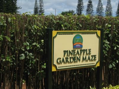 Dole Plantation Garden Maze