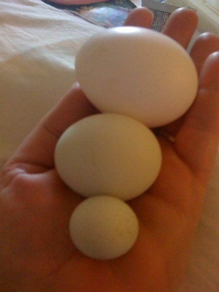 raising spring chicks