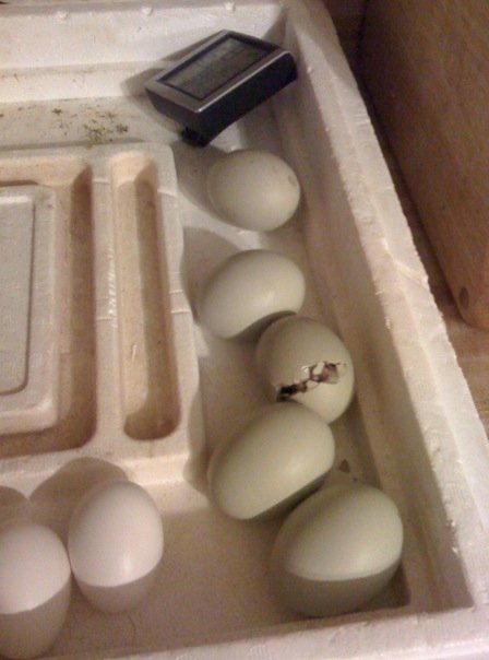 raising baby chicks