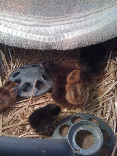 raising baby chicks