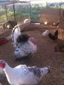 Beautiful Royal Palm Turkeys