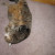Kouter wanting his belly rubbed Kouter wanting his belly rubbed