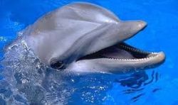 dolphin