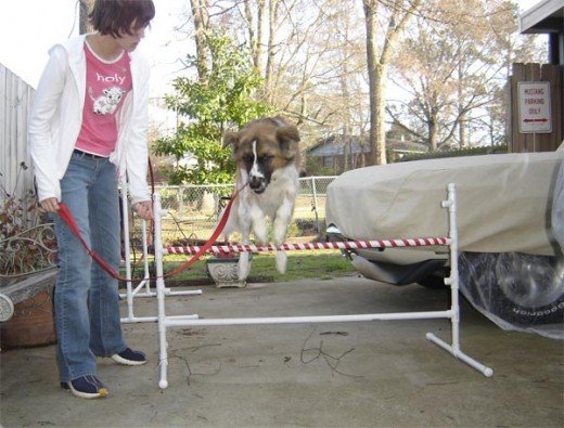 Agility training is a great way to spend time with your dog, exercise him, and build your bond.