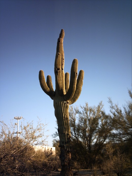 Saguaro Cactus in Tucson, AZ