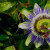 A stunning exotic flower just blooming. A stunning exotic flower just blooming.