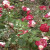 Fabulous red and white rose. Fabulous red and white rose.