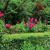 Appealing English Garden hedge. Appealing English Garden hedge.