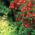 English garden fuschias. English garden fuschias.