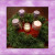 On the First Sunday of Advent, gather the family around the wreath, just before the evening meal.  Light the first candle - a purple one.  Traditionally, this candle can be lit by the youngest child in the family.  The head of the household (or any d