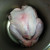 Our turkey just squeezed into the bottom of my giant stock pot!