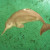 Here is a photo of the successful captive baiji named Qi Qi. There are many photo's of Qi Qi released to the public now. Sadly almost all photos of live baiji are all of him. Qi Qi was rescued from a rolling hook trawl incident in 1980. Here is a photo of the successful captive baiji named Qi Qi. There are many photo's of Qi Qi released to the public now. Sadly almost all photos of live baiji are all of him. Qi Qi was rescued from a rolling hook trawl incident in 1980.