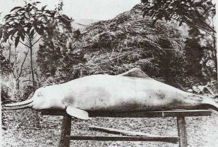 The baiji was unknown by the West until 1918 when a young, 17-year-old Charles Hoy shot one while duck hunting, as pictured here.
