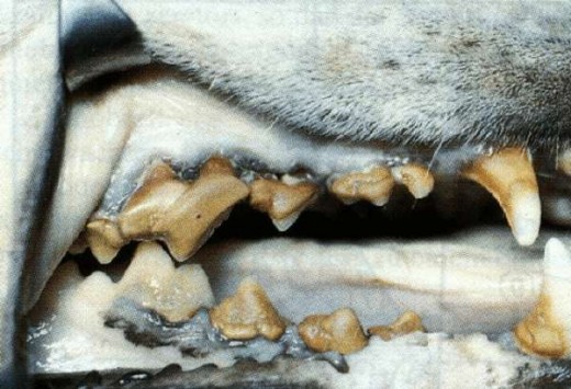 Bad breath in dogs occurs due to bacterial decay in the mouth