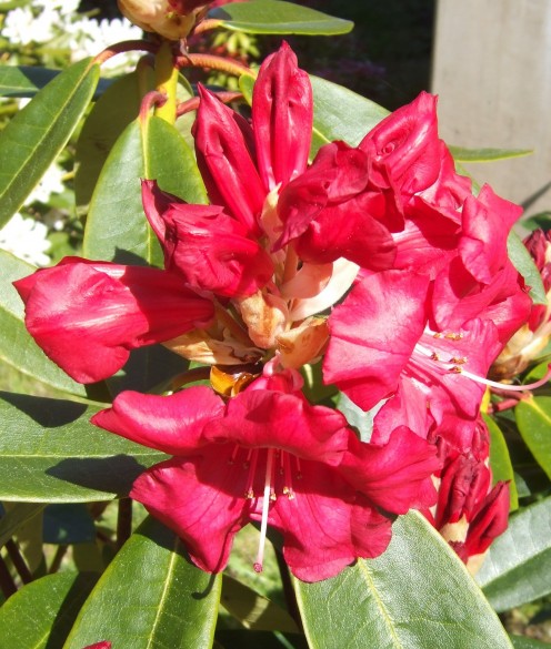 This red rhodo in my garden has enormous flower heads each May.