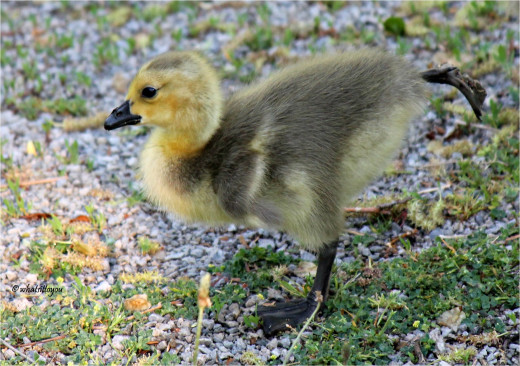 Baby Canadian Geese