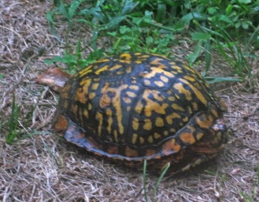 Turtle in our back yard wild life habitat