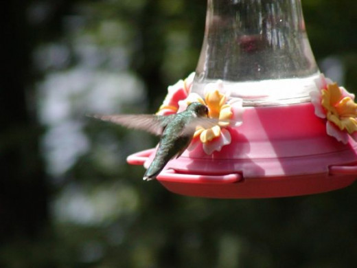 Hummingbird photo at hummingbird feeder