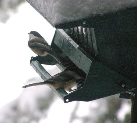Chickadee birds at feeder in Vermont snow stormo