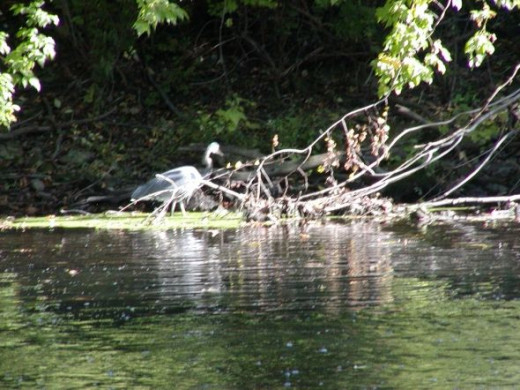 Heron fishing in shallow creek, Berks County Pennsylvania