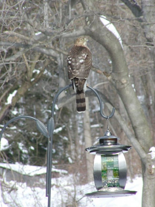 Hawk photo, bird photographs by Lee Hansen