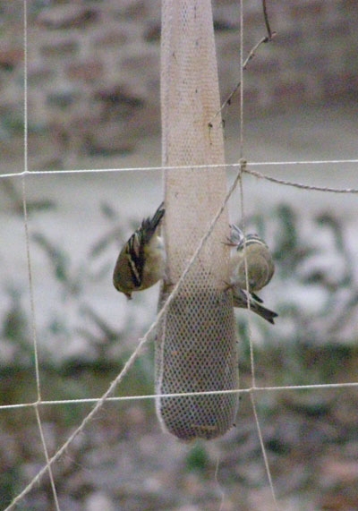 Gold finches love Nyger thistle served in a mesh bag