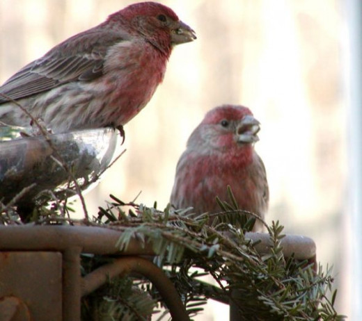 Red finch bird photo - finches at bird feeder in winter