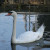 A beautiful swan visits diners at a restaurant on Cape Ann, poses for bird photography A beautiful swan visits diners at a restaurant on Cape Ann, poses for bird photography