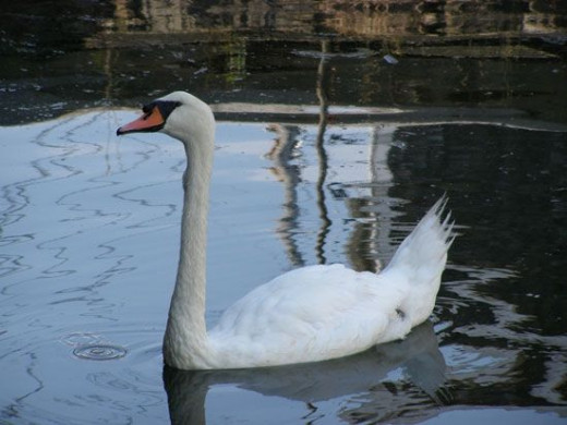 A beautiful swan visits diners at a restaurant on Cape Ann, poses for bird photography