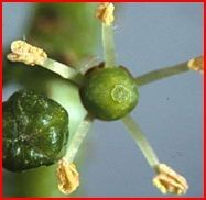 The Small Flower From Grape Vine