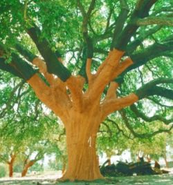 Cork Tree After Harvest